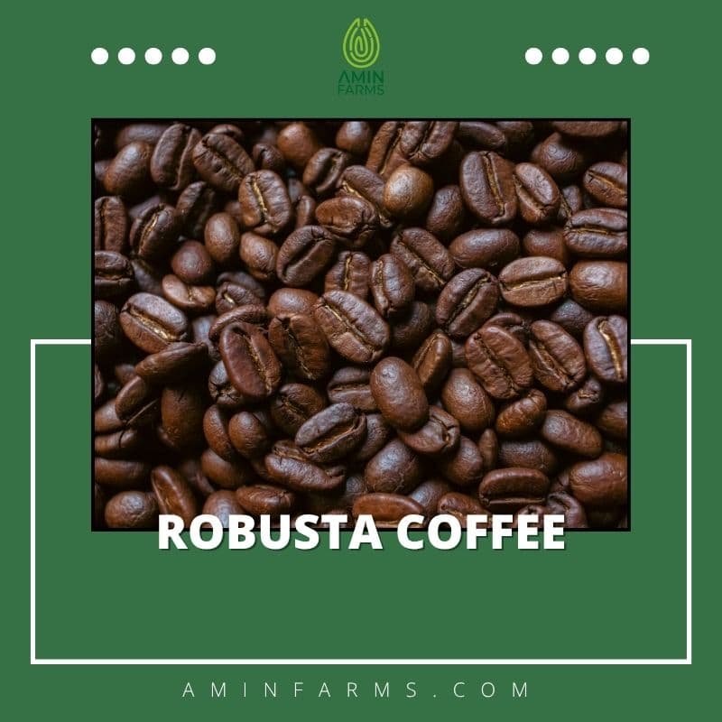 Robusta coffee Robusta coffee