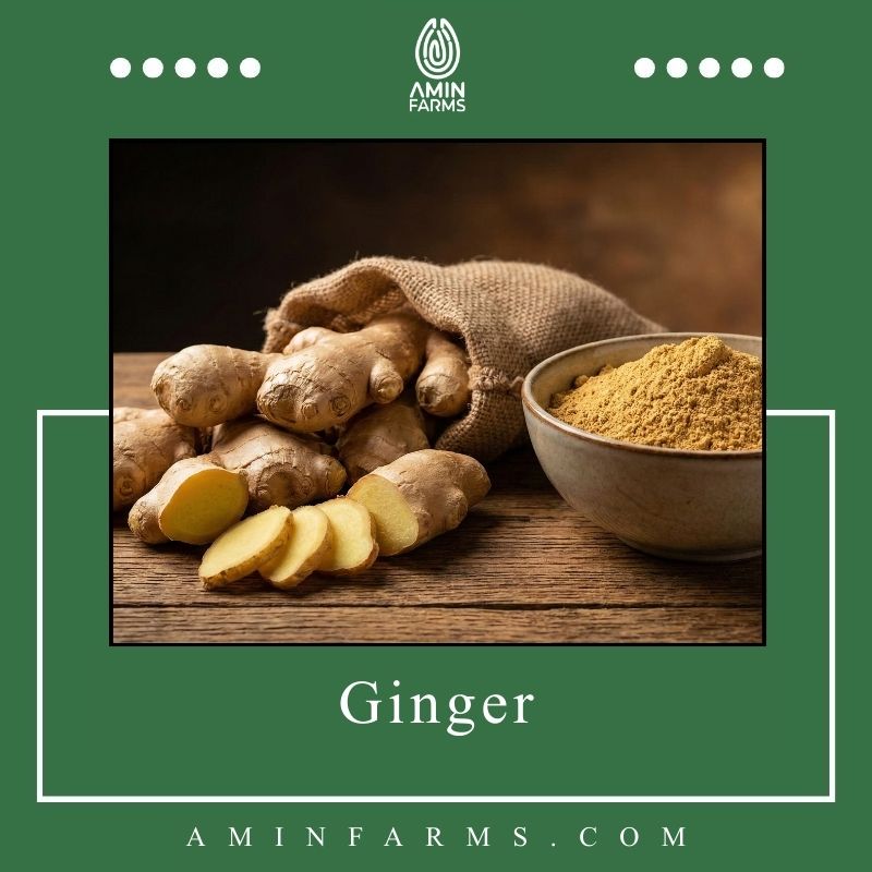 ginger ginger
